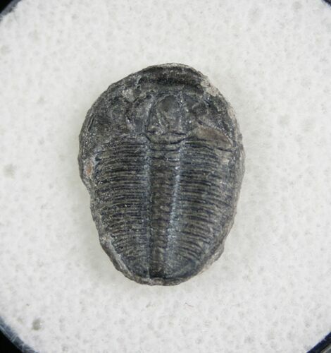 / Elrathia Trilobite Fossil - Utah #6708